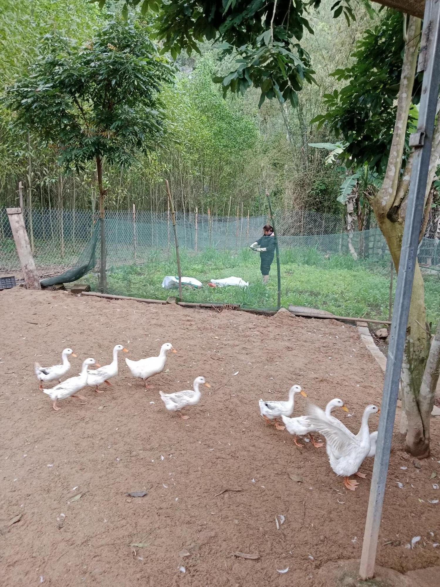 Magic Fingers And * Phong Nha